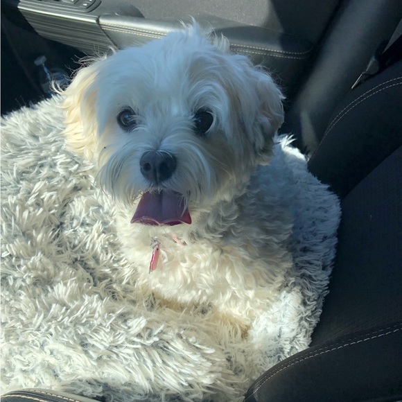 Meet your Posher, Bella - Picture 2 of 3